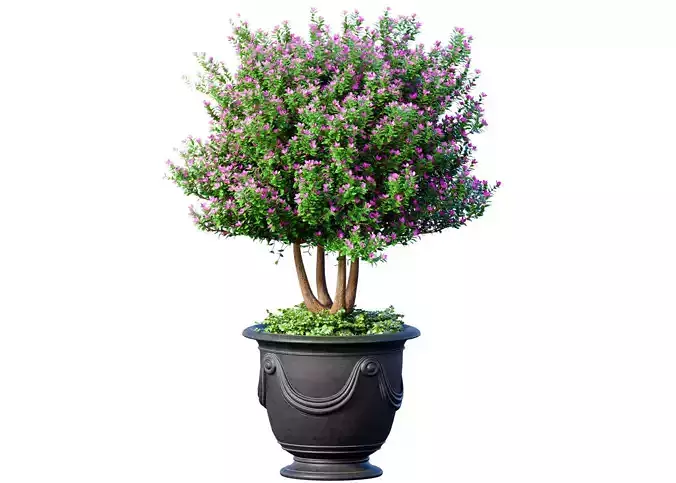 Ornamental tree is a plant classic potted Indoor plant balcony 3D model
