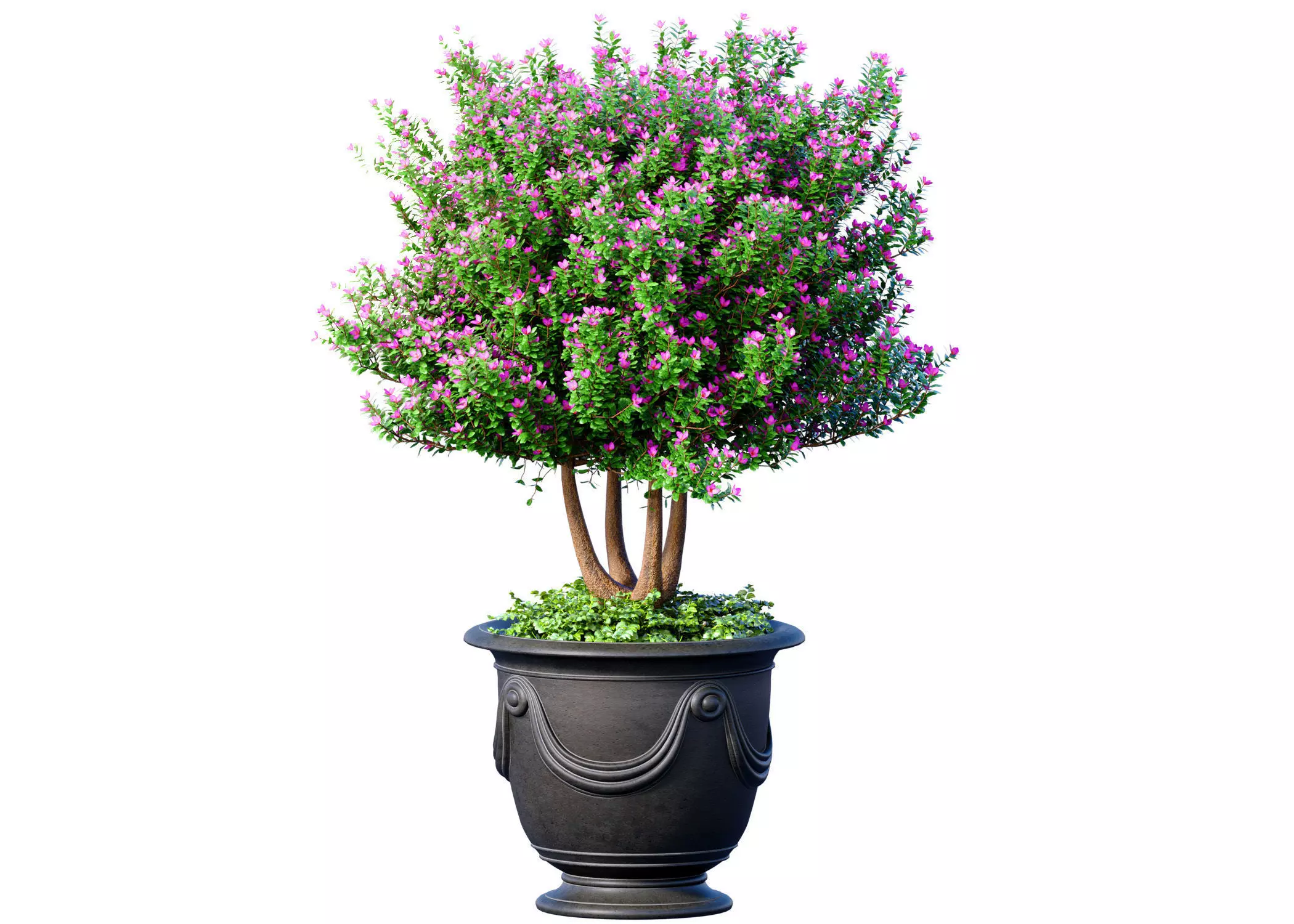 Ornamental tree is a plant classic potted Indoor plant balcony 3D model_0