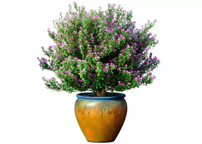Decorative flowering tree shrub flowerpot Provence style lilac 3D model