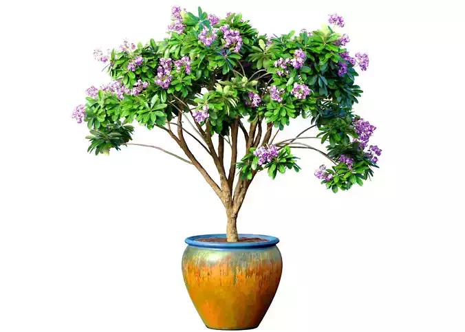 Decorative flowering garden tree decoration Provence style lilac