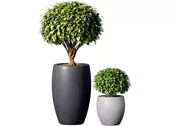 Decorative tree in a garden Indoor interior Plant collection