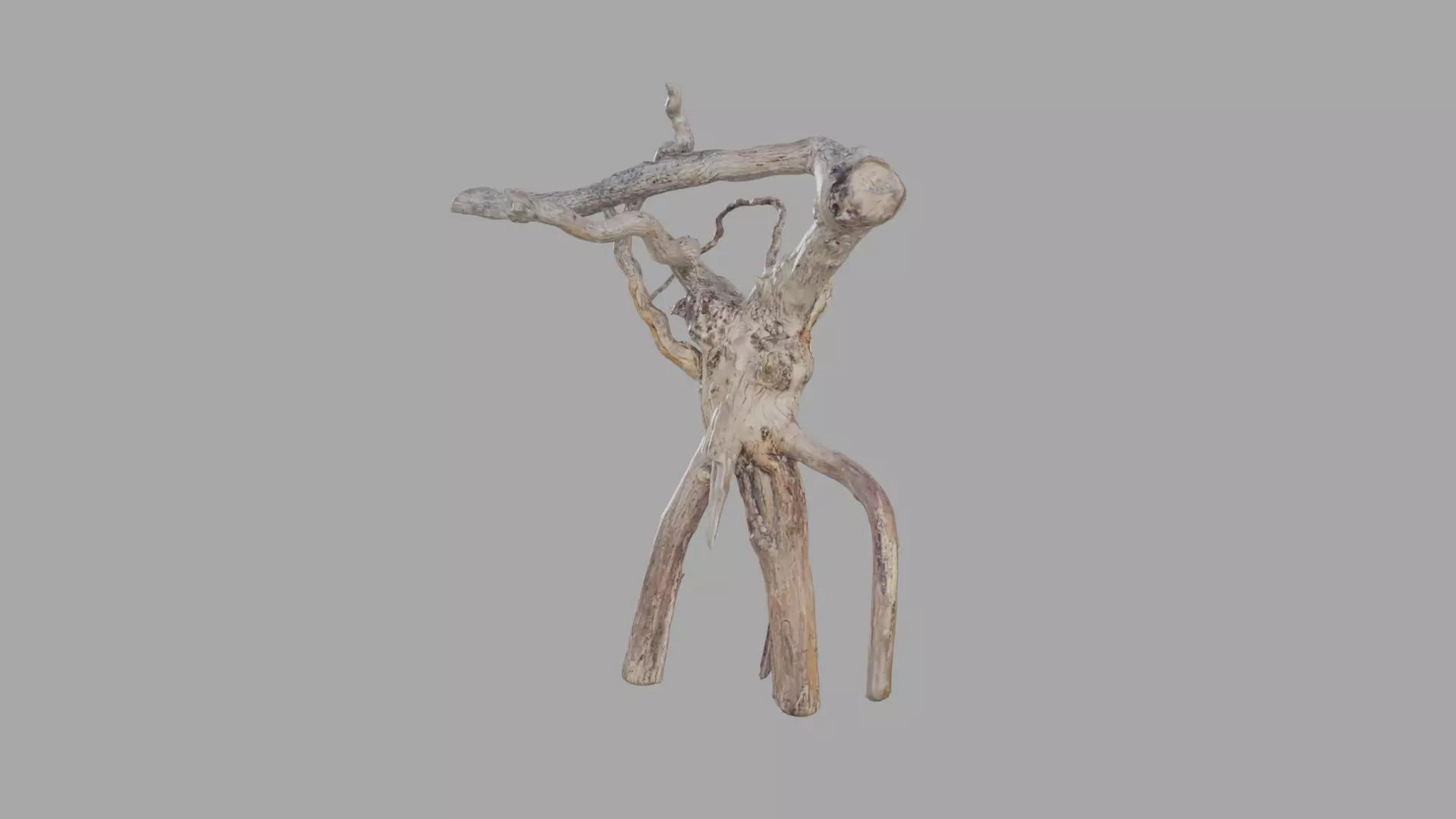 Dry Root Free low-poly 3D model