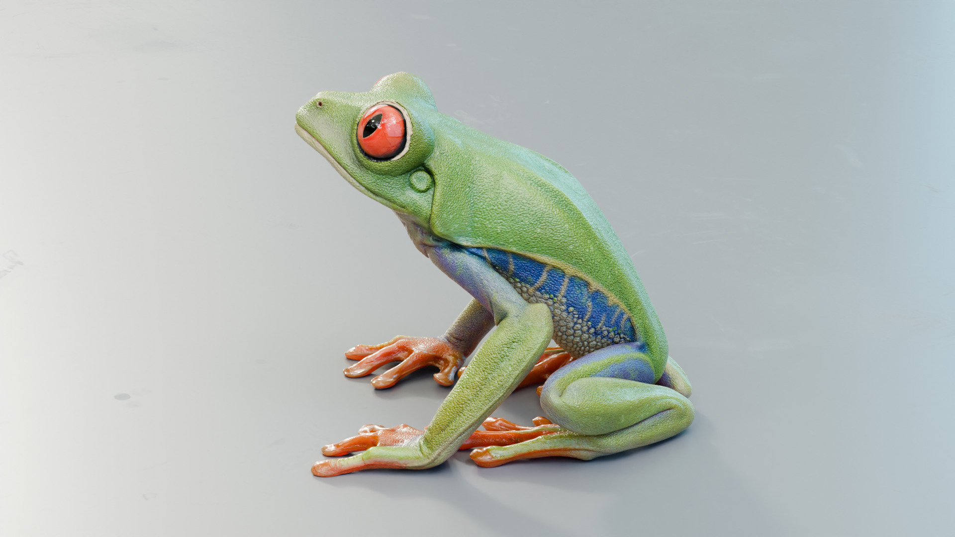 Red Tree Frog Low-poly 3D model_26
