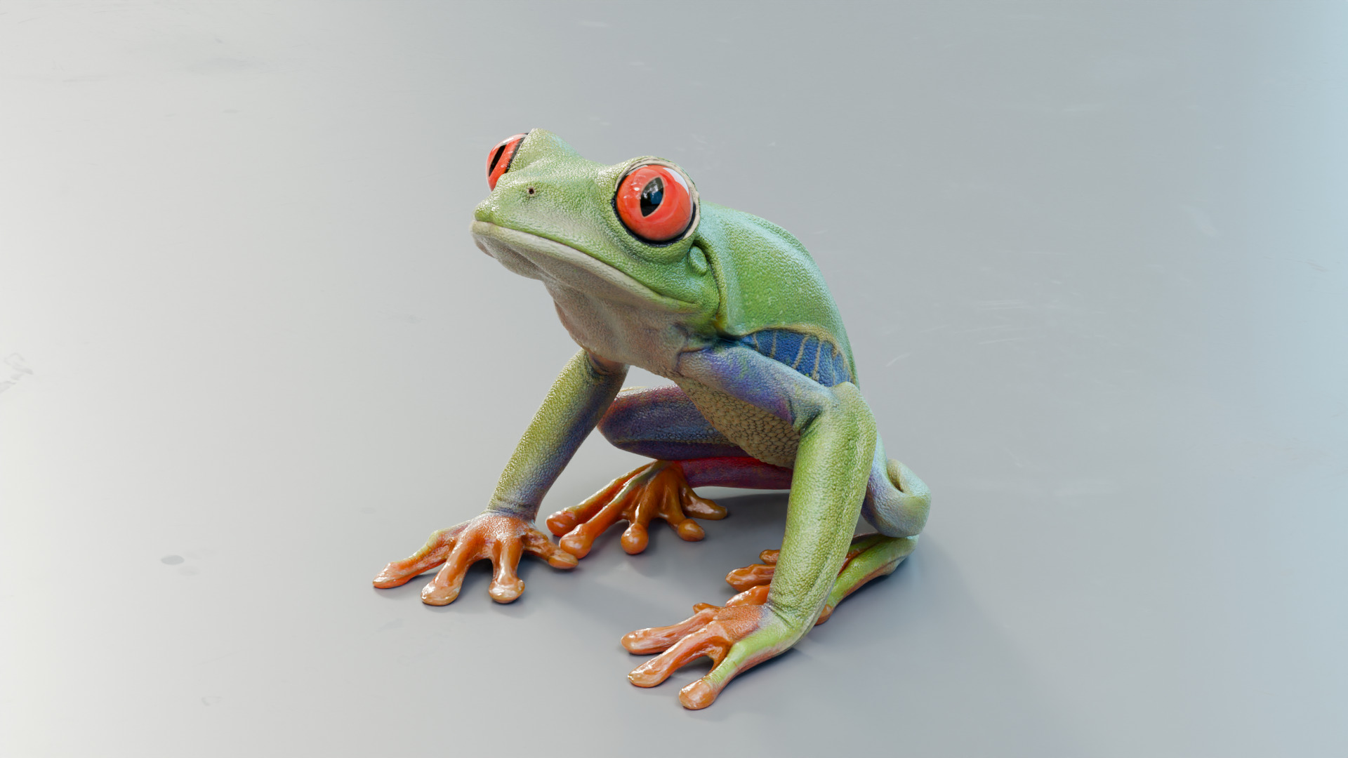 Red Tree Frog Low-poly 3D model_29