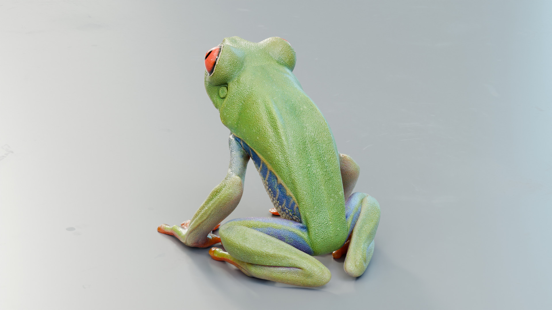 Red Tree Frog Low-poly 3D model_22