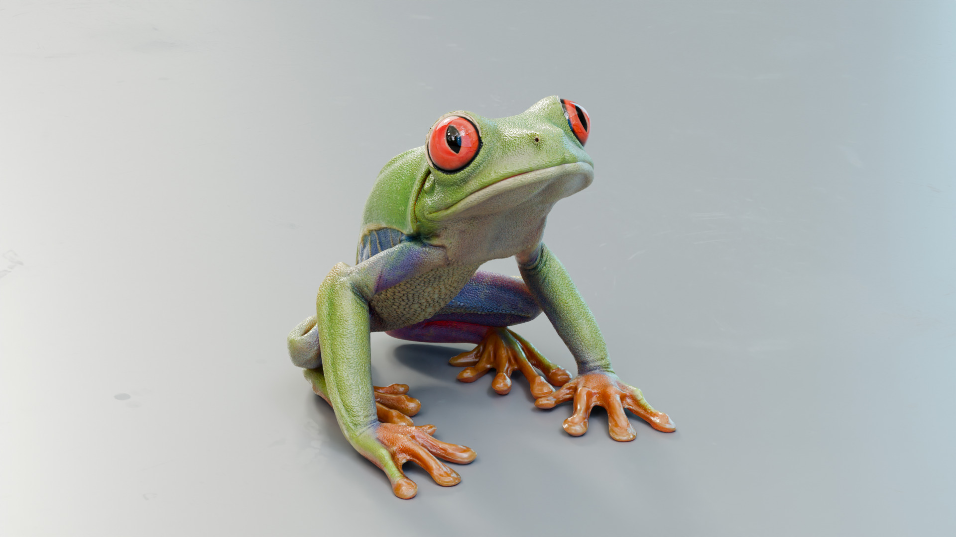 Red Tree Frog Low-poly 3D model_6