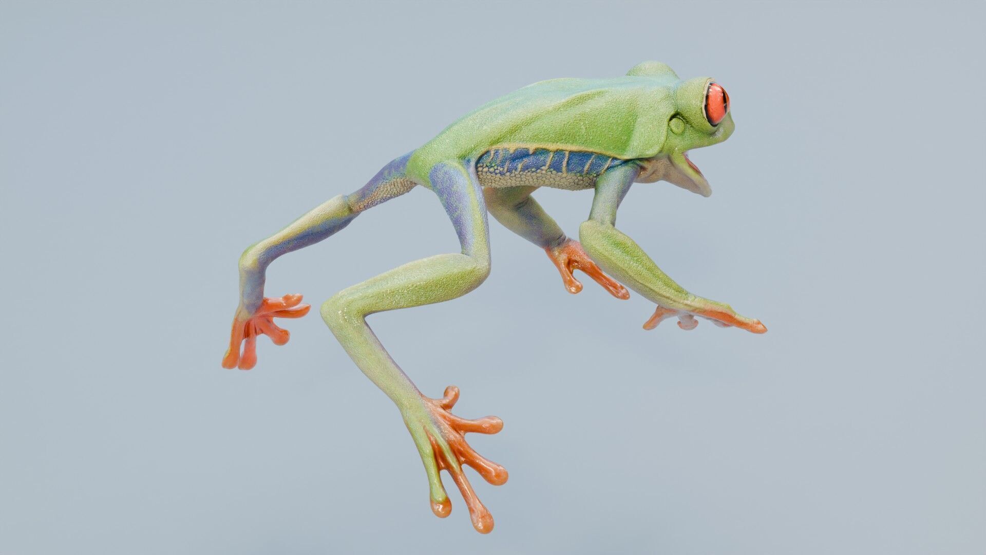 Red Tree Frog Low-poly 3D model_33
