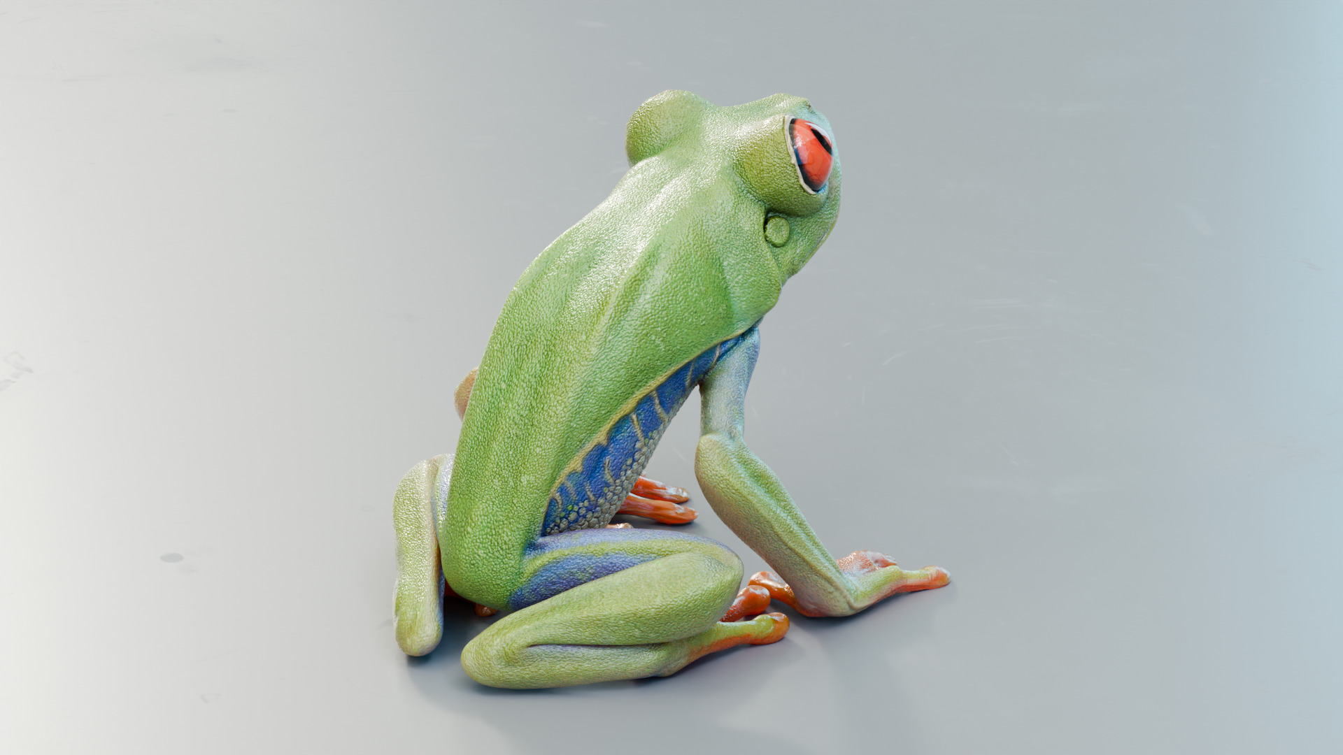 Red Tree Frog Low-poly 3D model_18