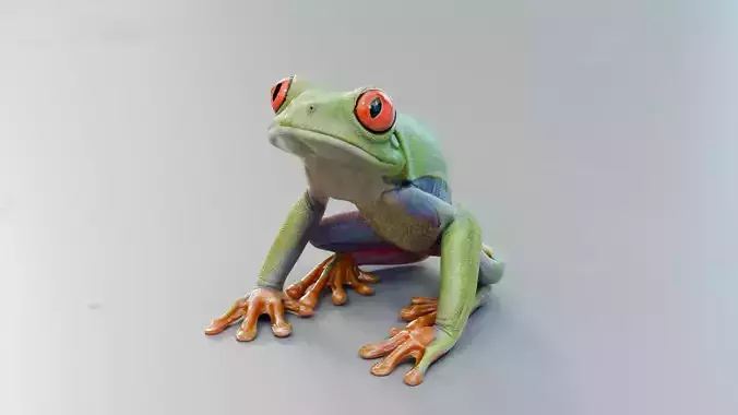 Red Tree Frog Low-poly 3D model