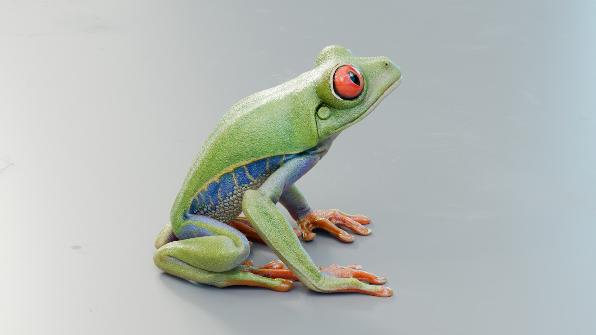 Red Tree Frog Low-poly 3D model_13