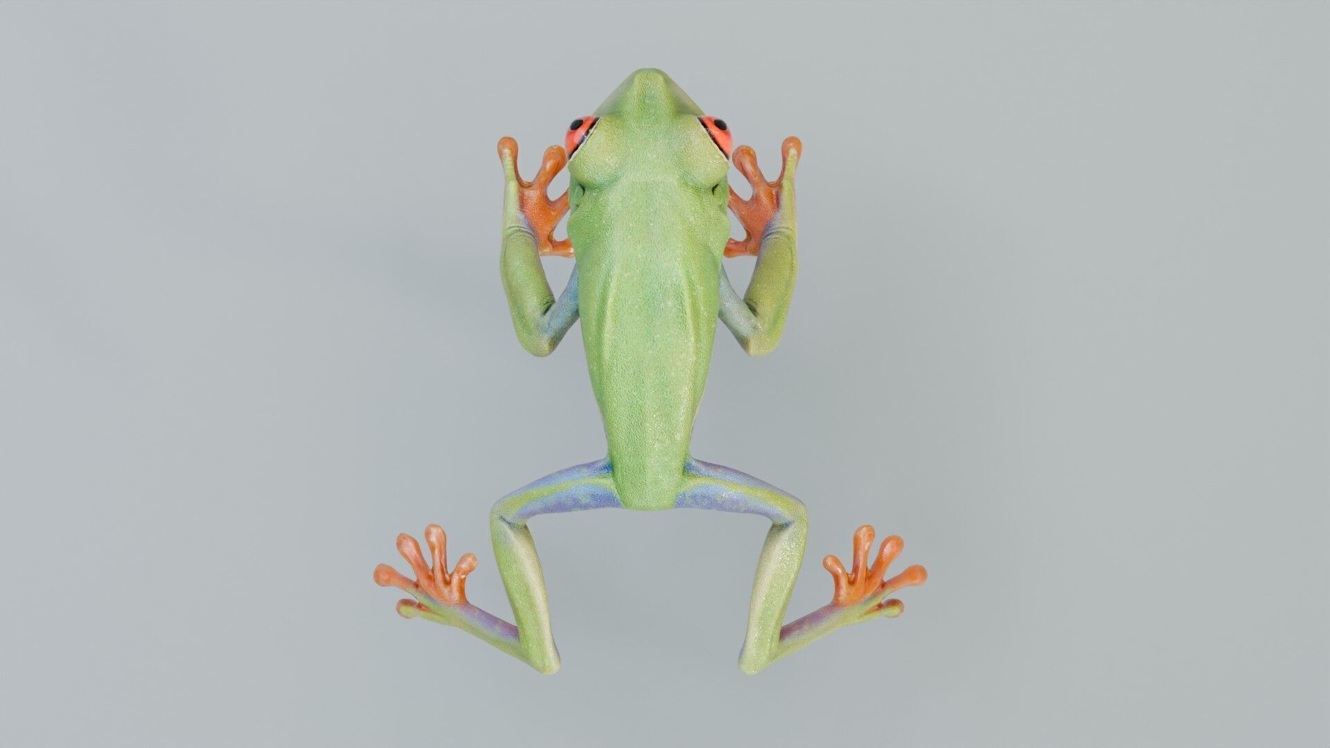 Red Tree Frog Low-poly 3D model_32