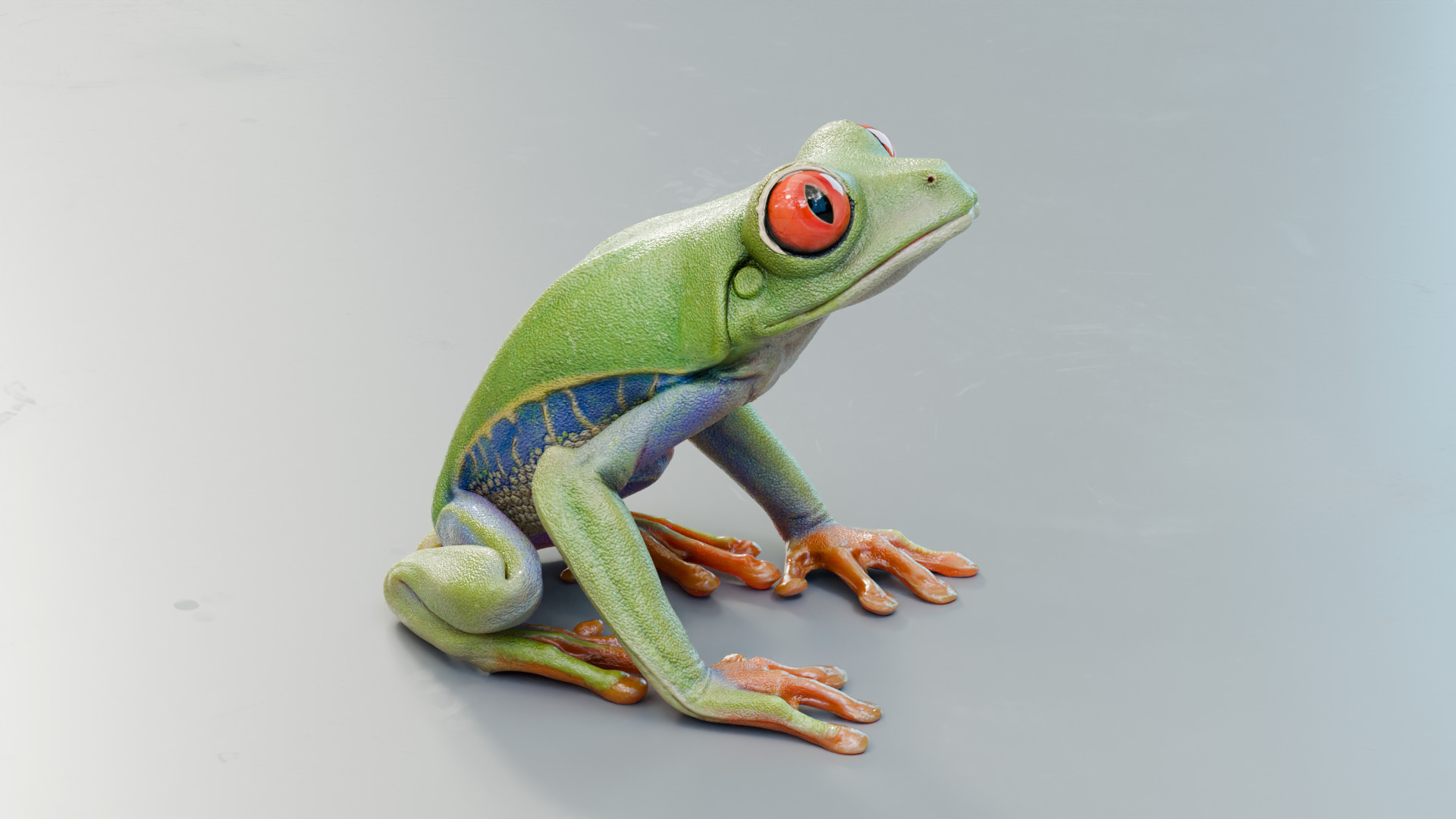 Red Tree Frog Low-poly 3D model_11