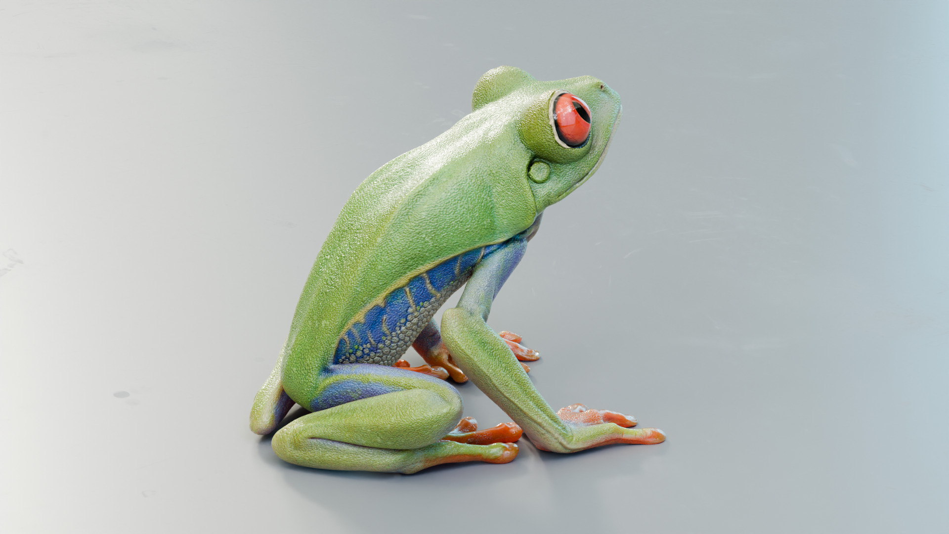 Red Tree Frog Low-poly 3D model_16
