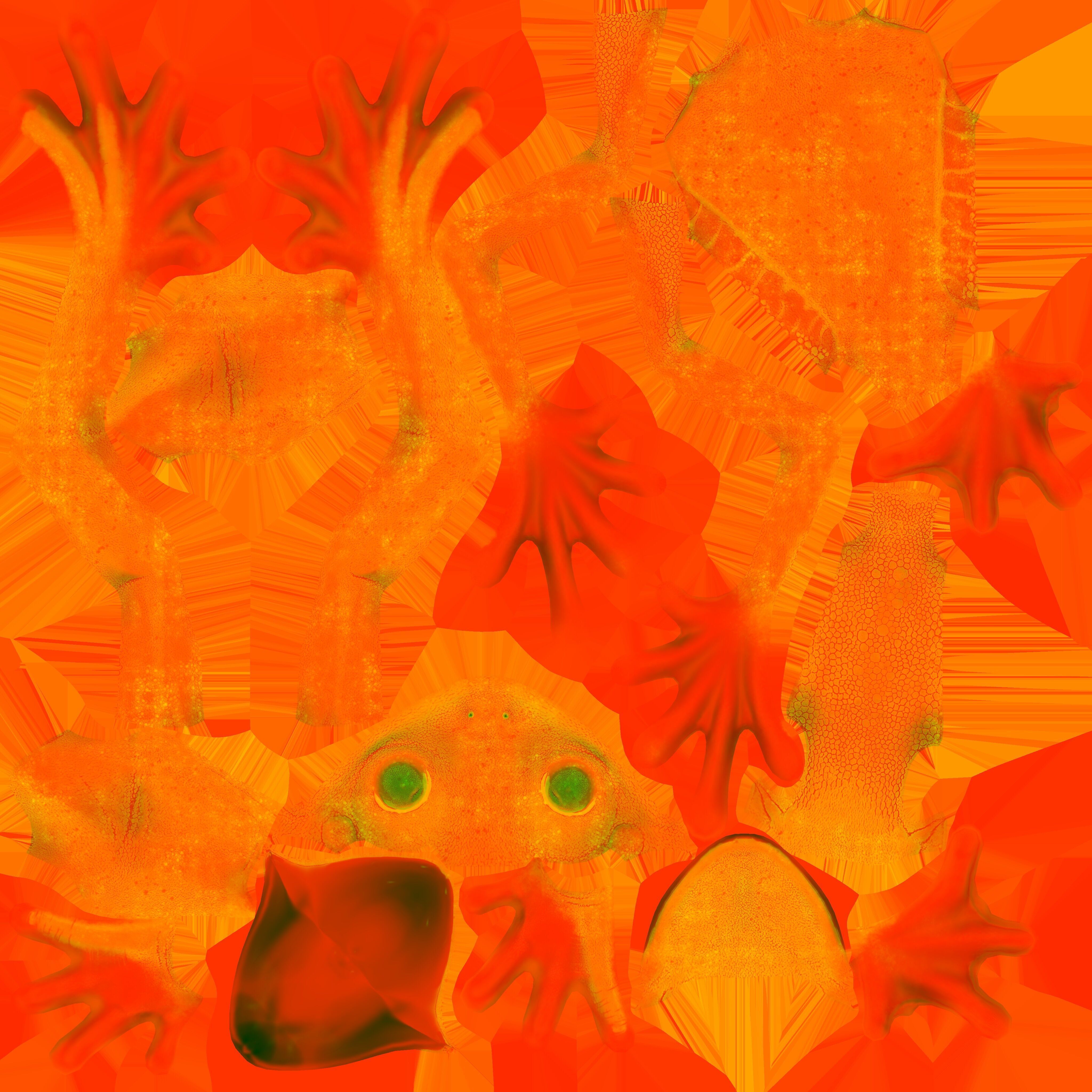 Red Tree Frog Low-poly 3D model_40