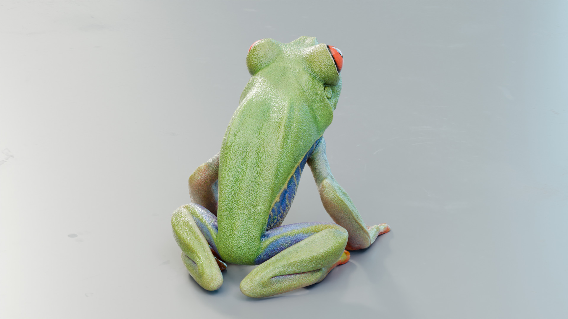 Red Tree Frog Low-poly 3D model_19
