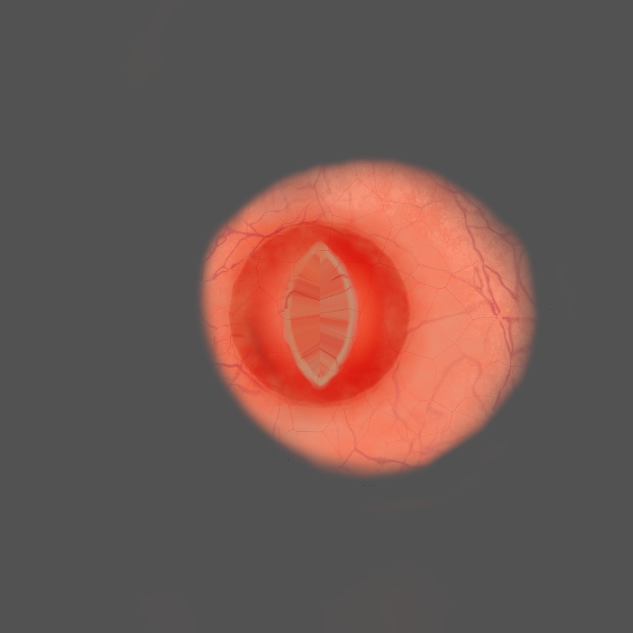 Red Tree Frog Low-poly 3D model_36