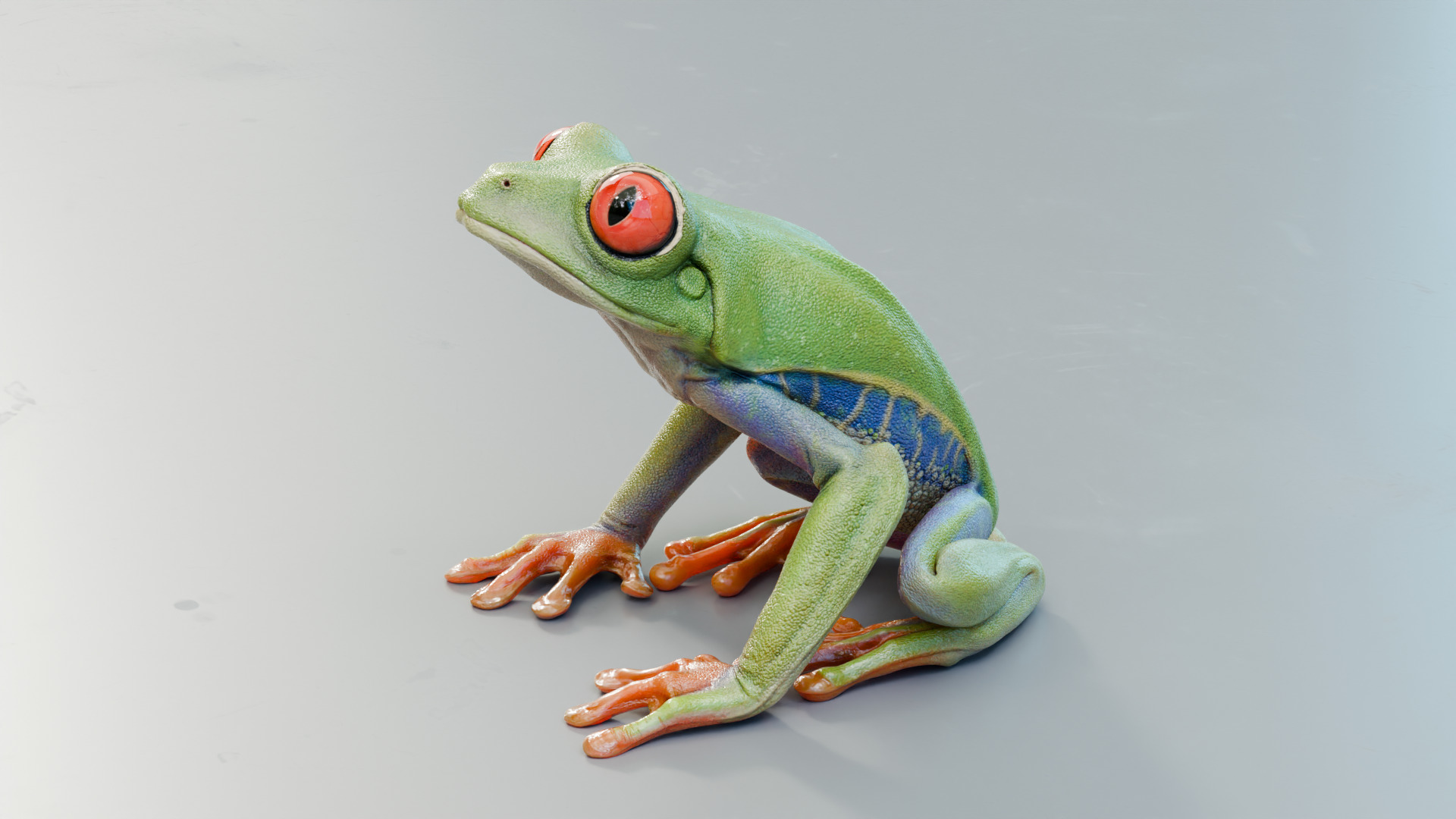 Red Tree Frog Low-poly 3D model_27