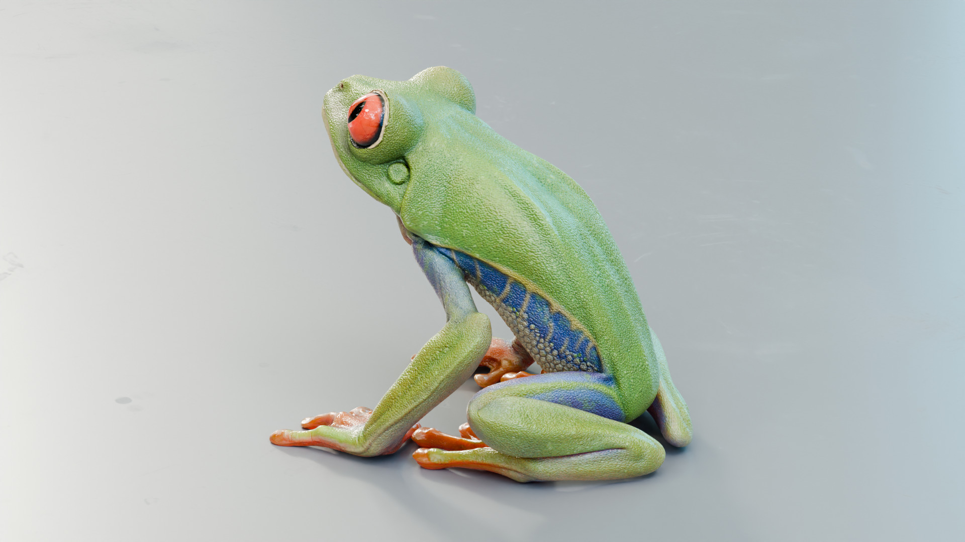 Red Tree Frog Low-poly 3D model_24