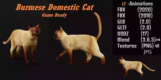 Burmese Domestic Cat 3D model