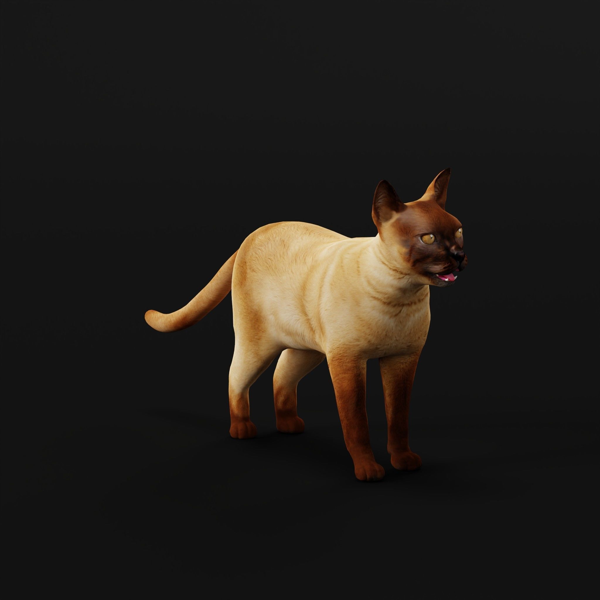 Burmese Domestic Cat 3D model_9