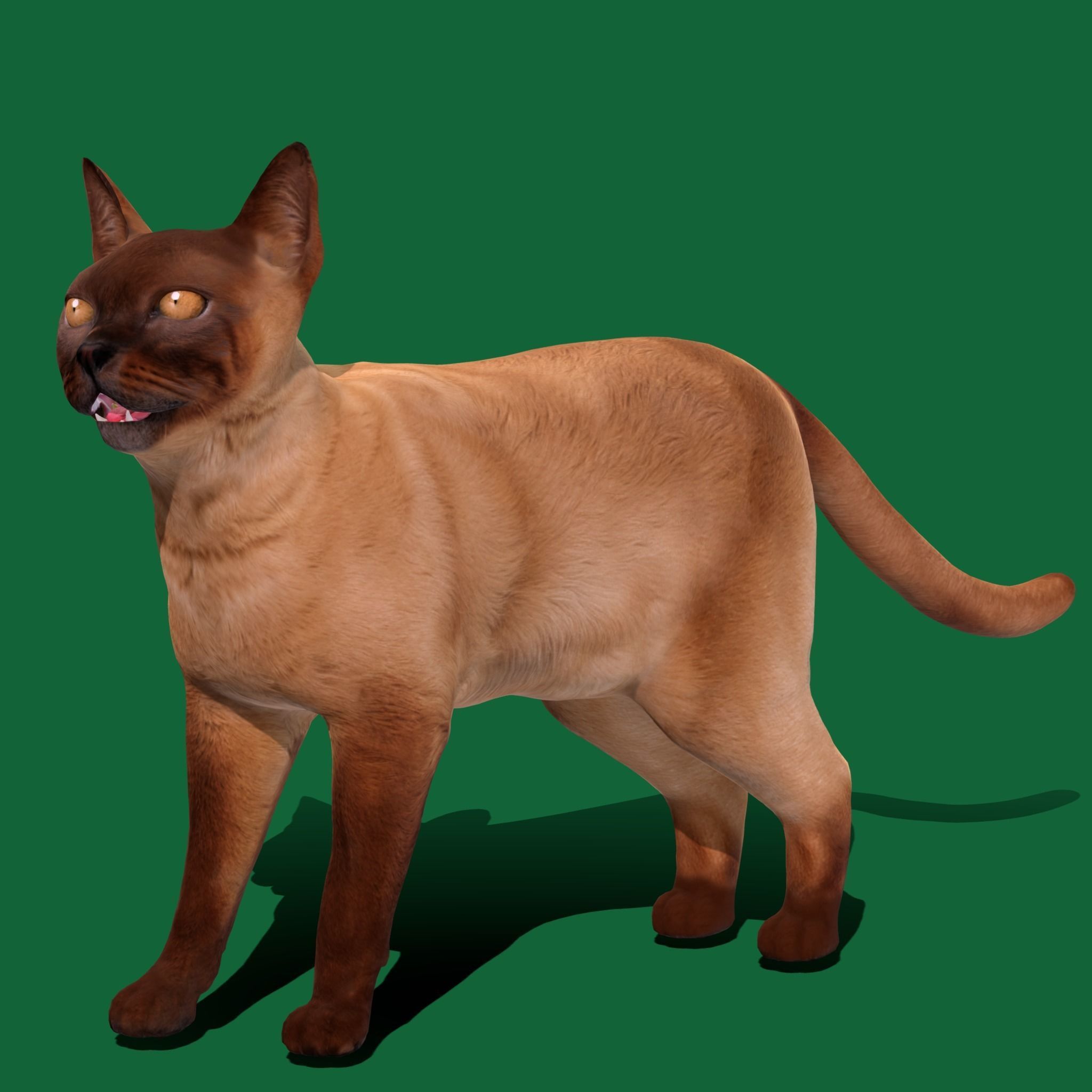 Burmese Domestic Cat 3D model_23