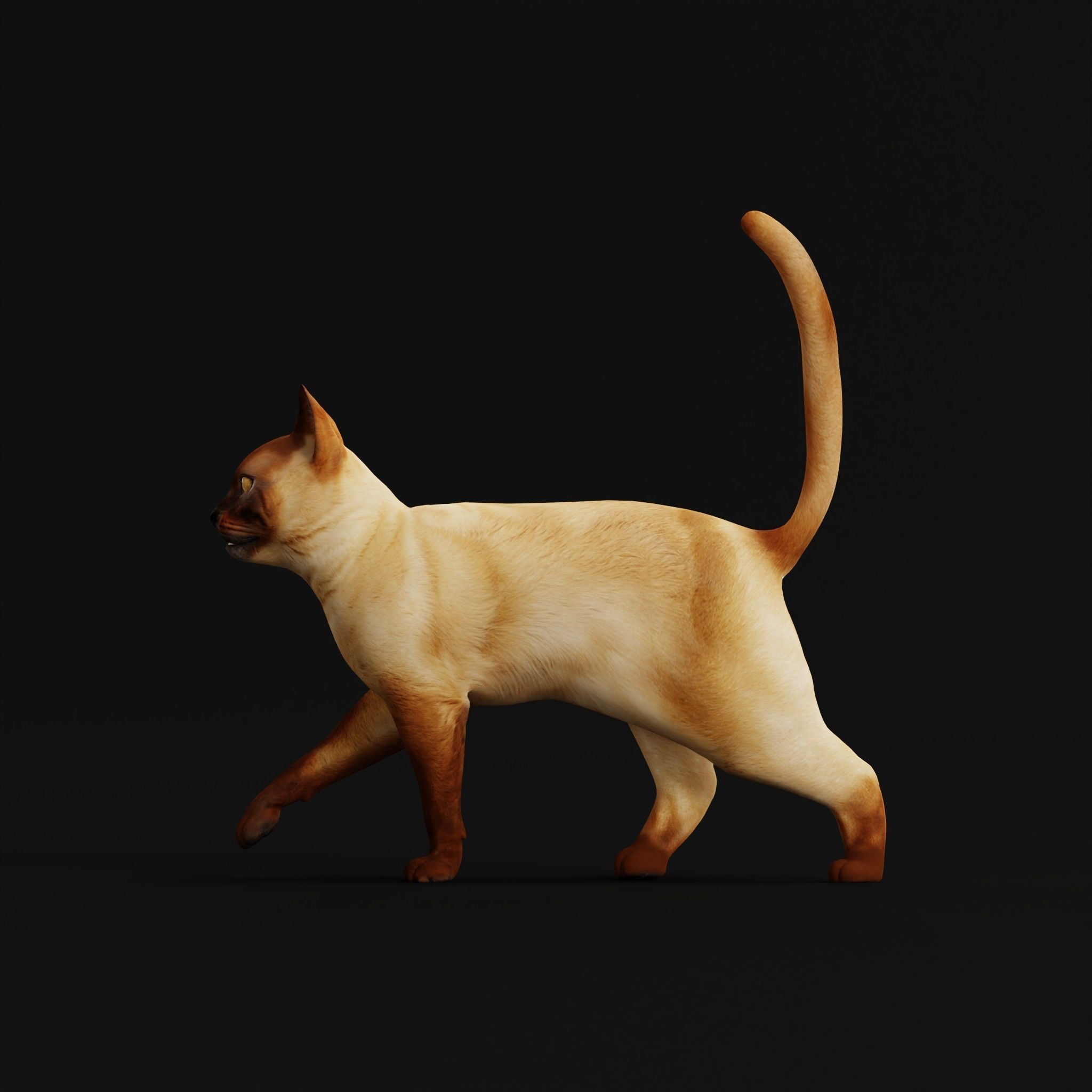 Burmese Domestic Cat 3D model_6