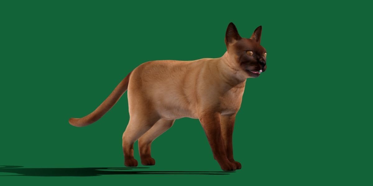 Burmese Domestic Cat 3D model_22