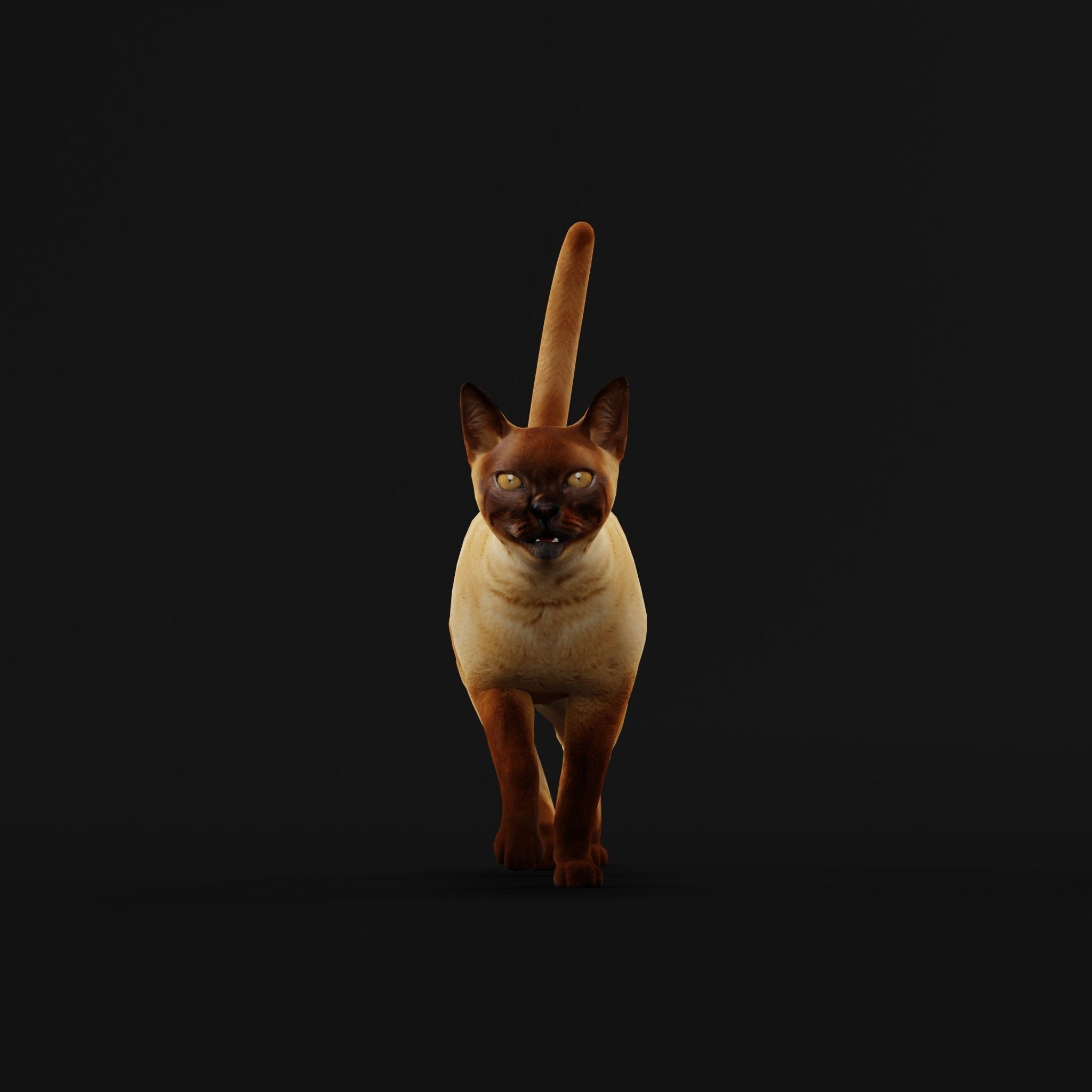 Burmese Domestic Cat 3D model_8