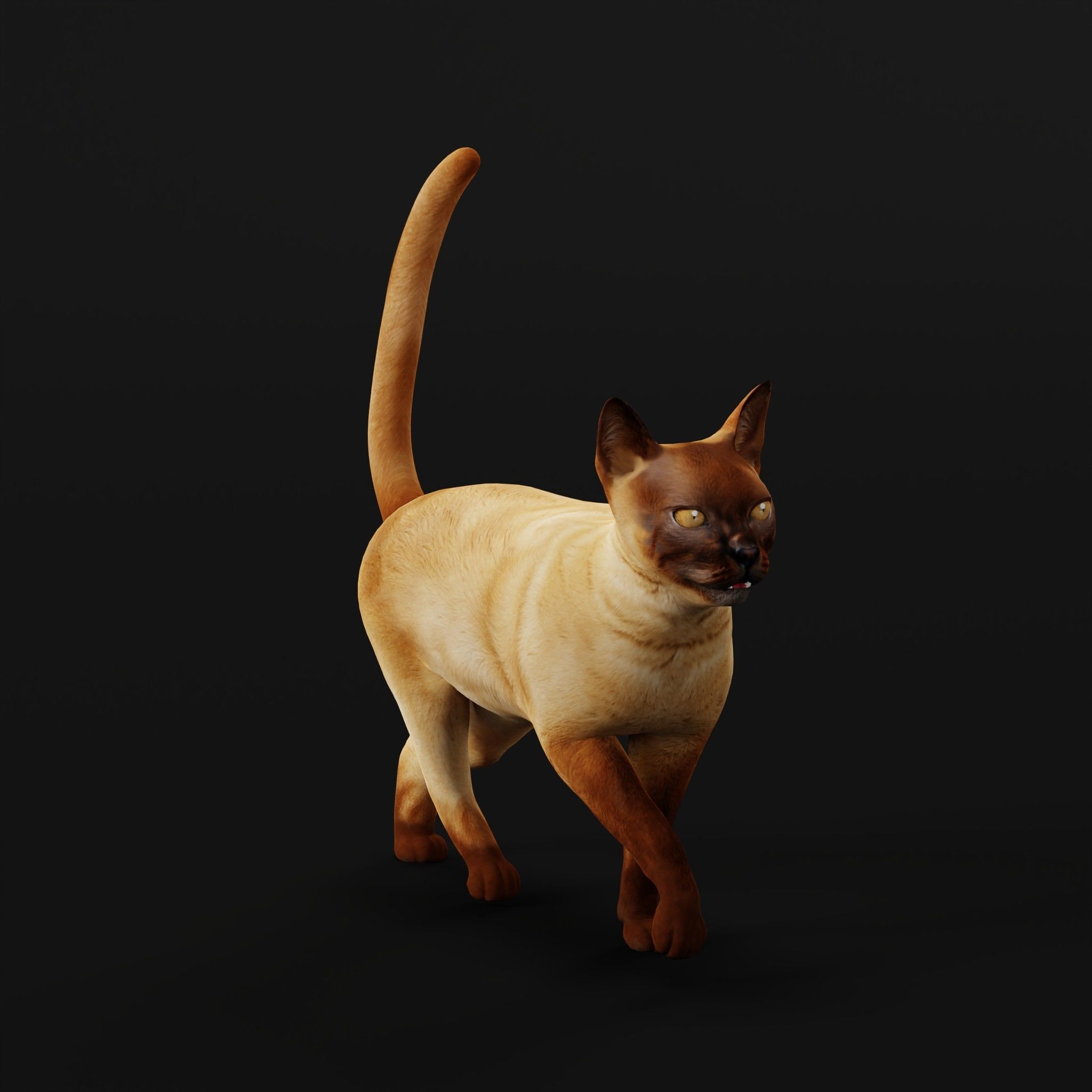 Burmese Domestic Cat 3D model_7