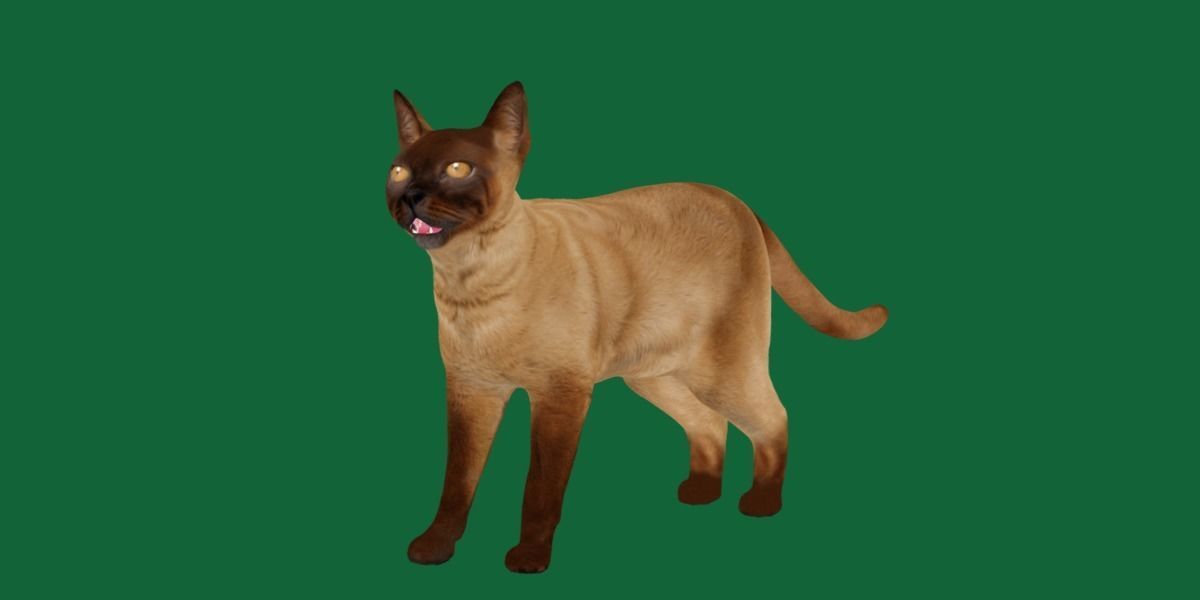Burmese Domestic Cat 3D model_27