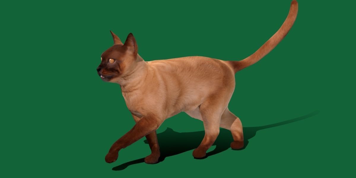Burmese Domestic Cat 3D model_11