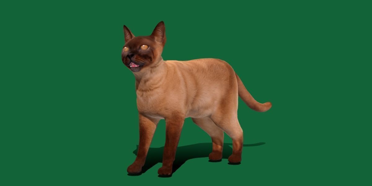 Burmese Domestic Cat 3D model_26