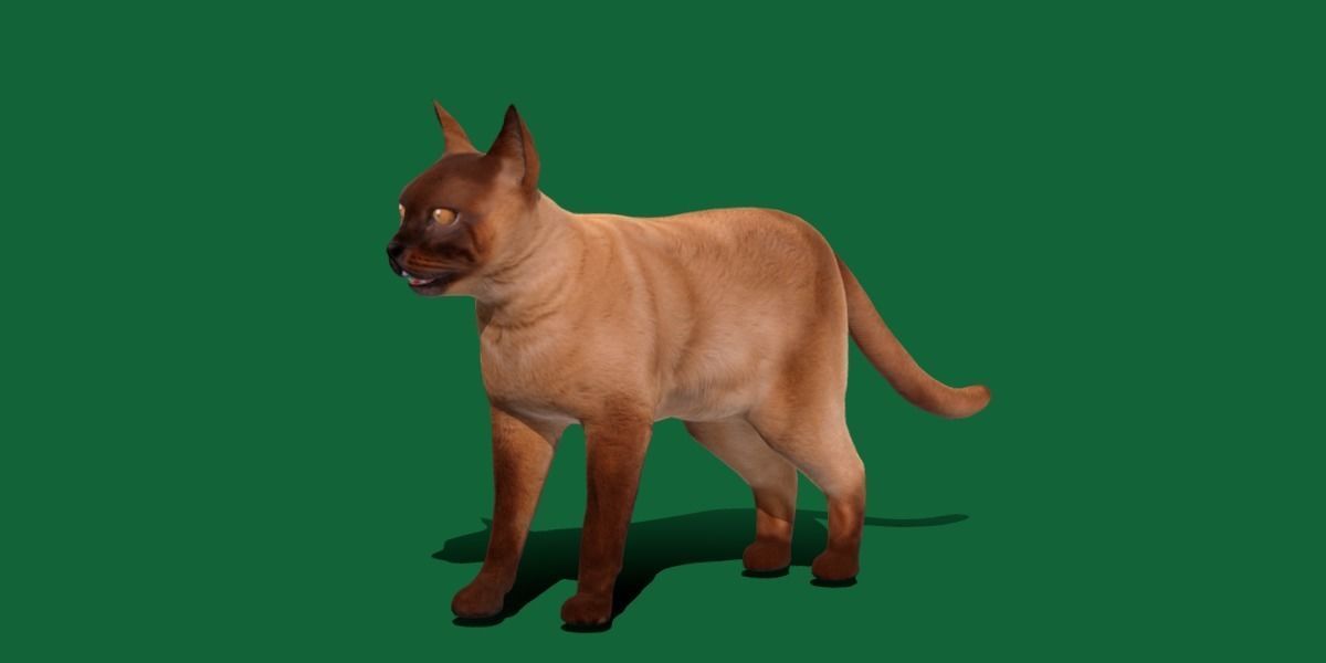 Burmese Domestic Cat 3D model_25