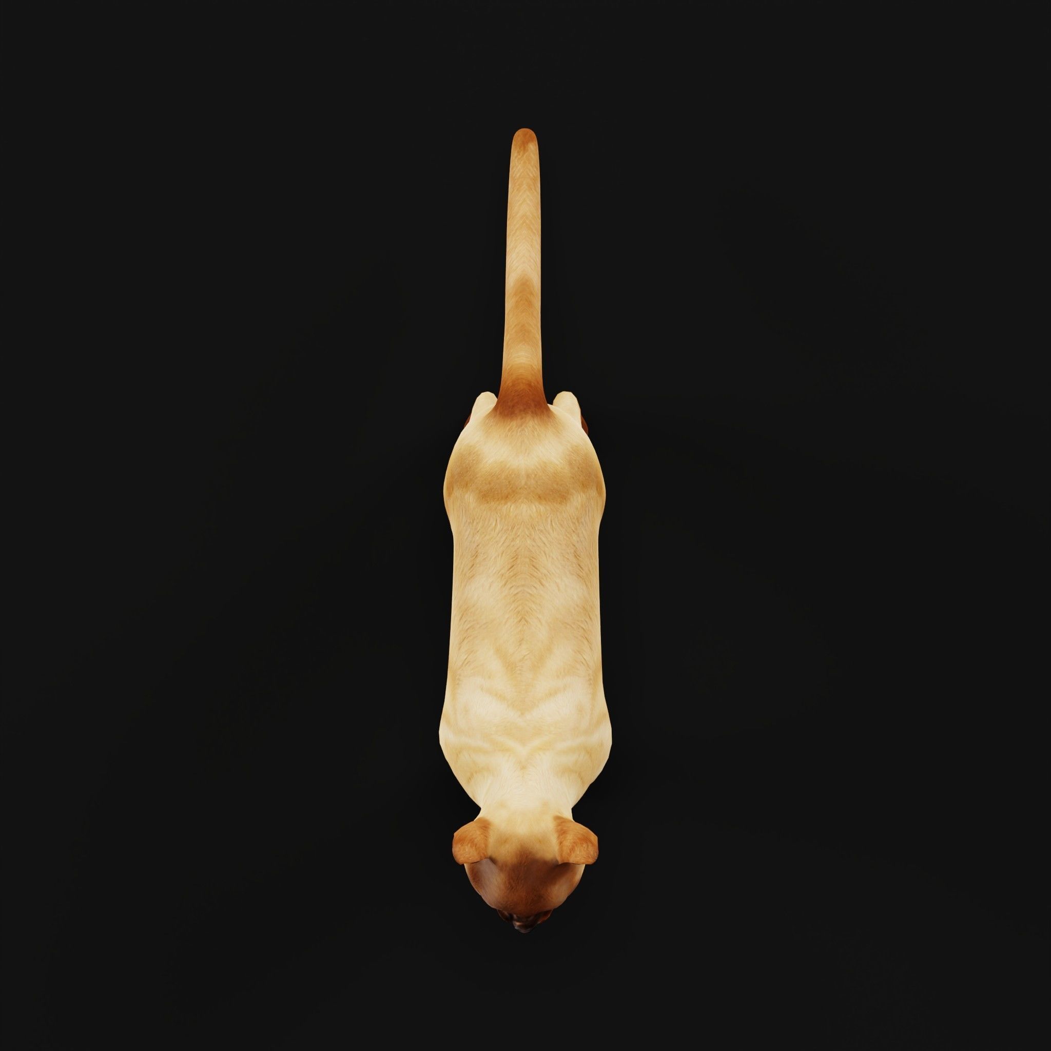 Burmese Domestic Cat 3D model_5