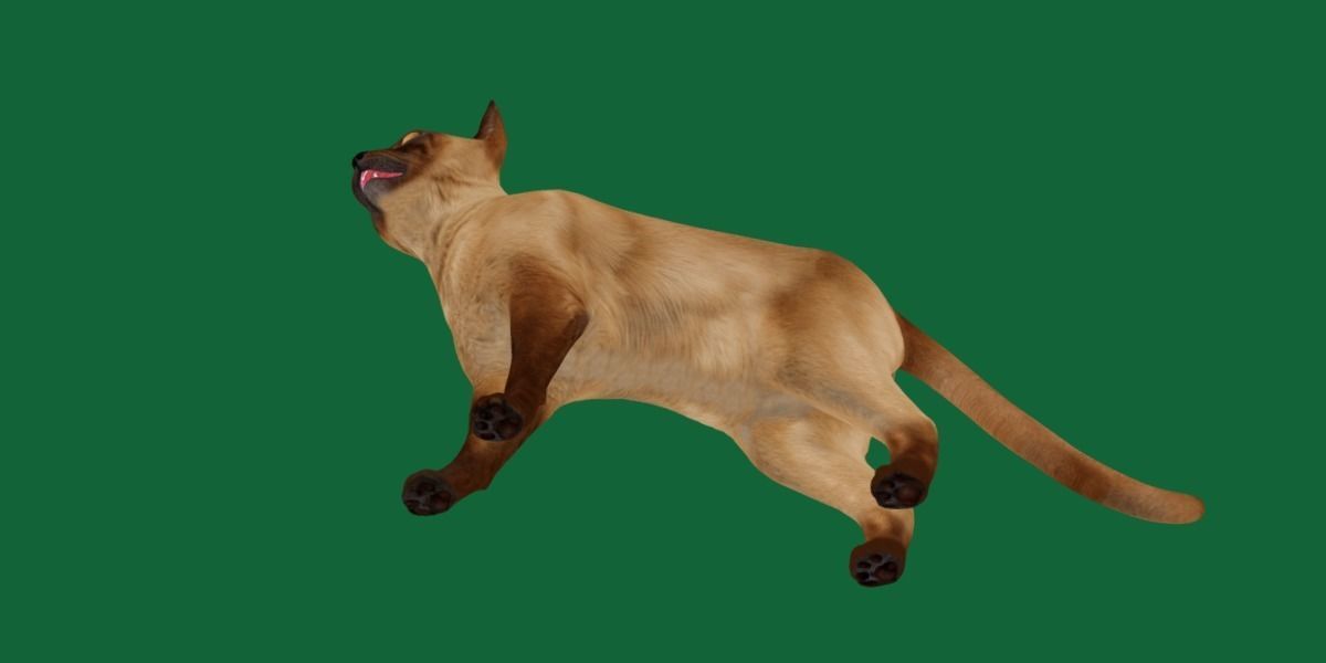 Burmese Domestic Cat 3D model_28