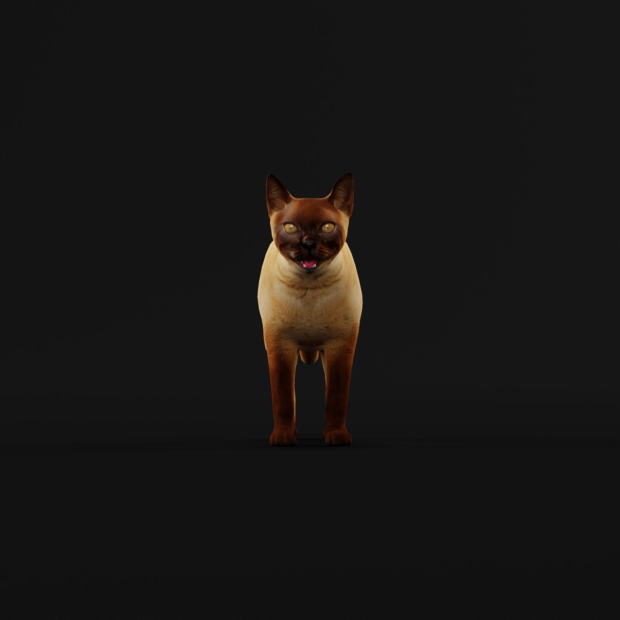 Burmese Domestic Cat 3D model_3