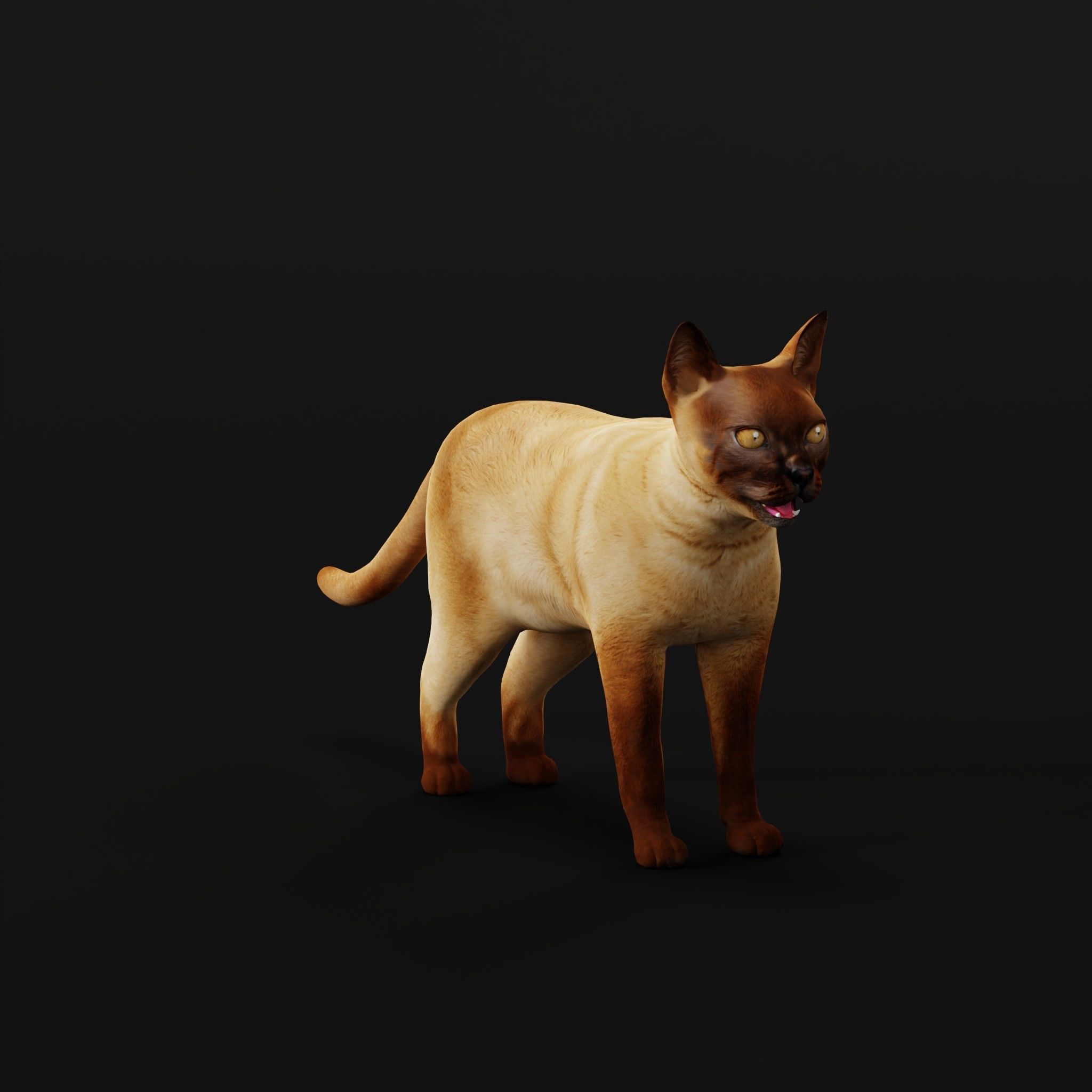 Burmese Domestic Cat 3D model_2