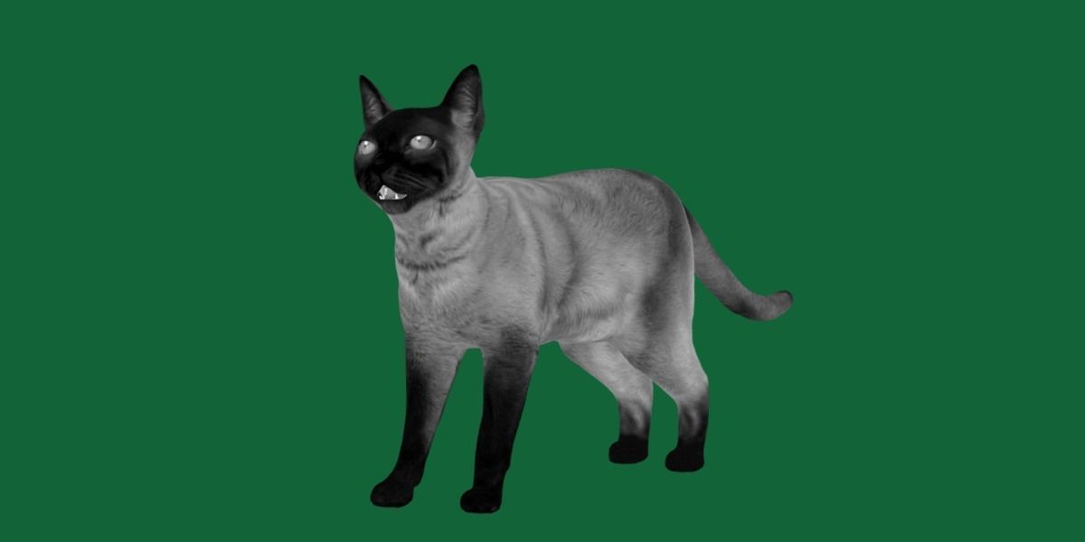 Burmese Domestic Cat 3D model_14