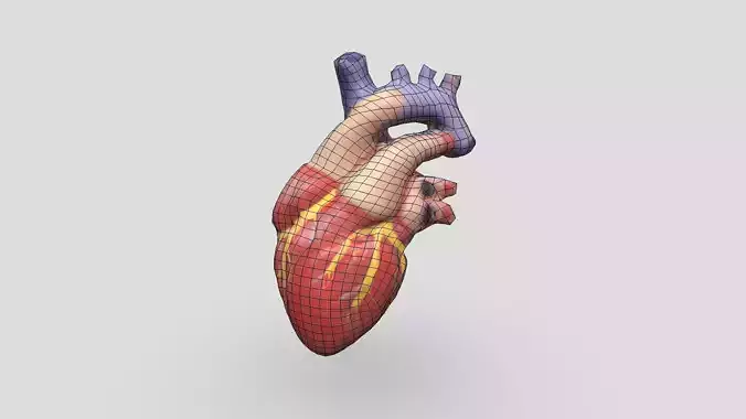 Human Heart Low-poly 3D model