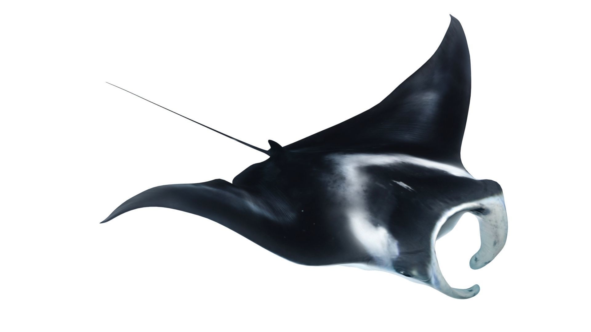 Giant Manta Ray Low-poly 3D model_3