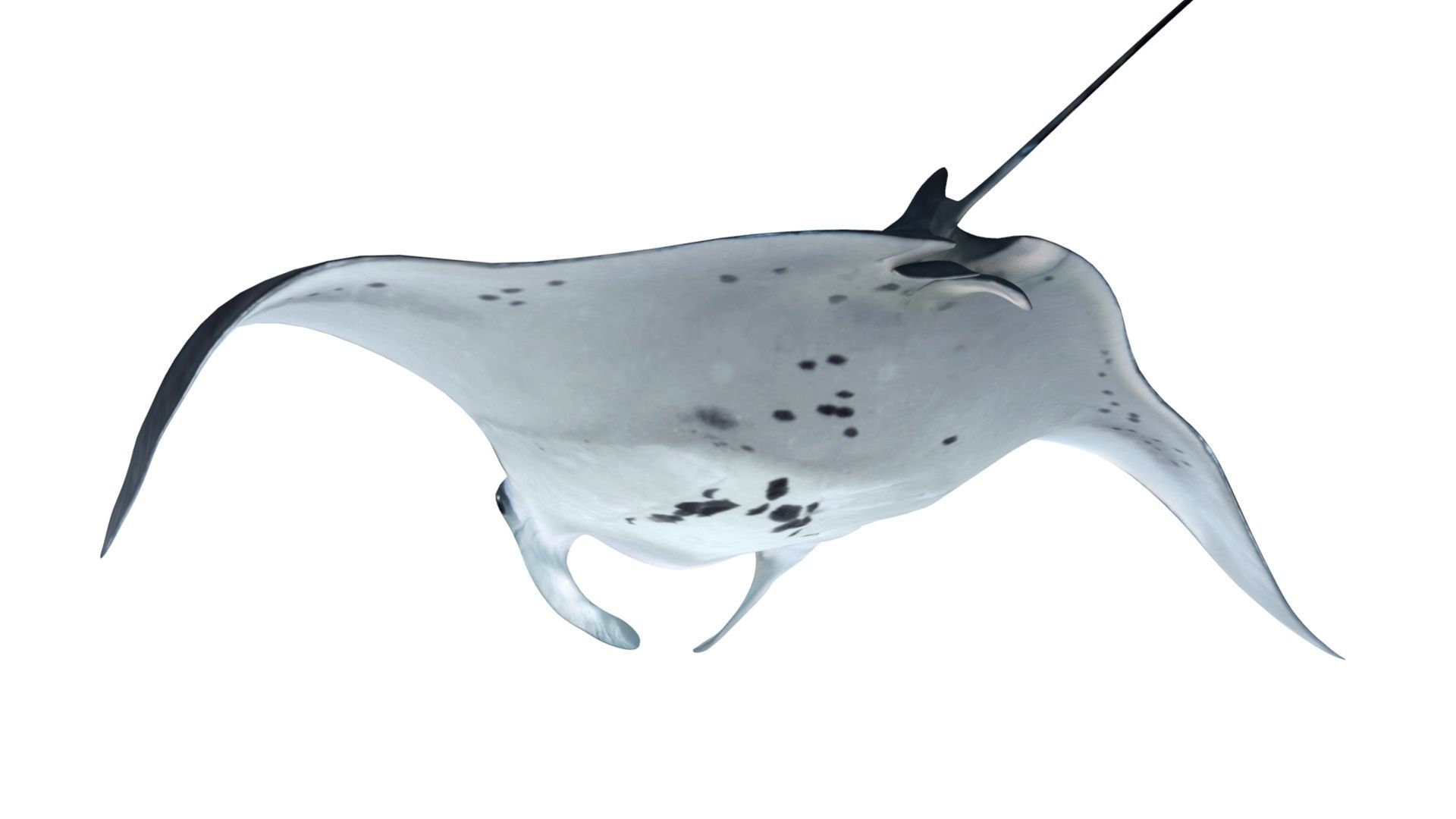 Giant Manta Ray Low-poly 3D model_6
