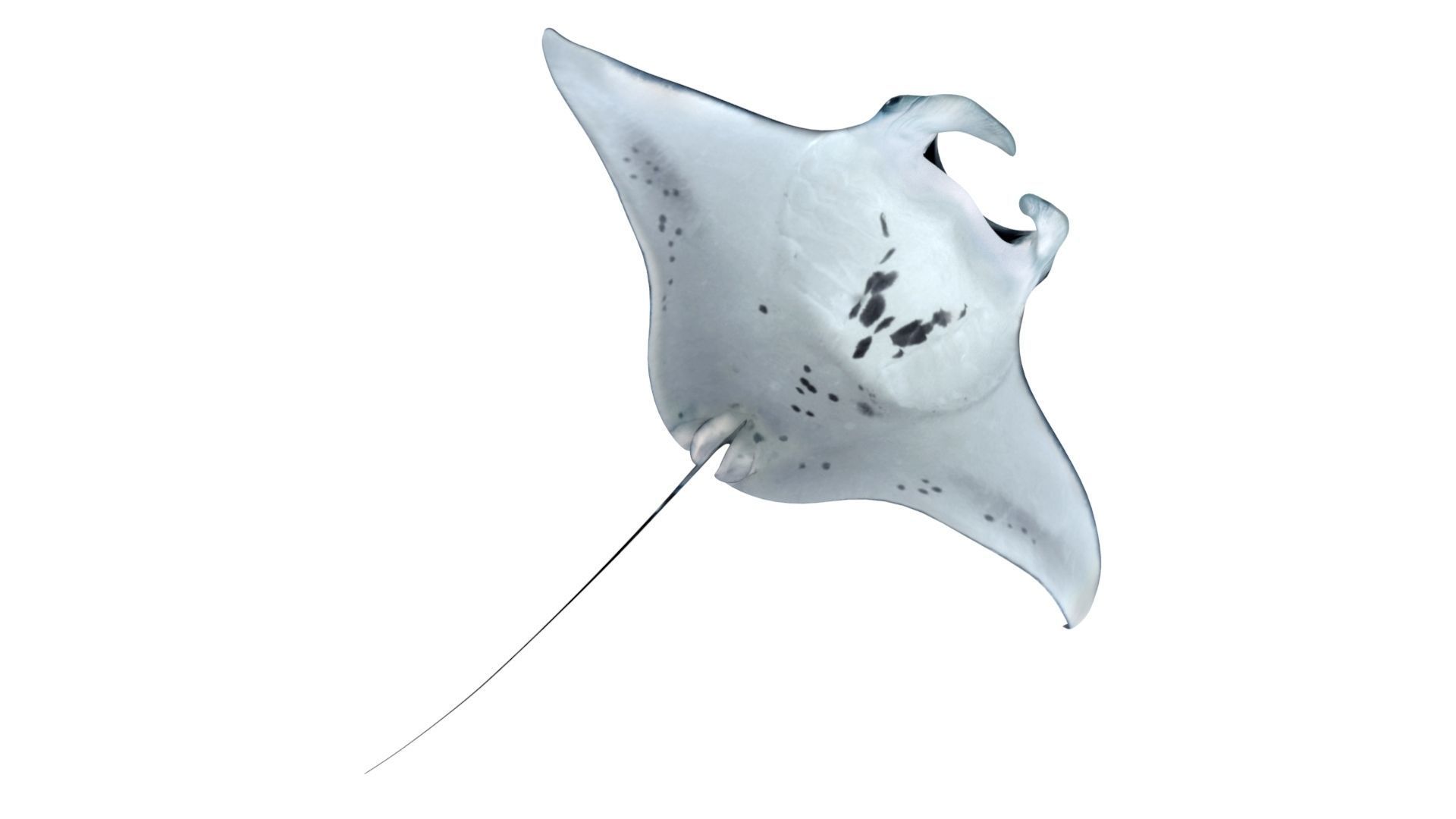 Giant Manta Ray Low-poly 3D model_4
