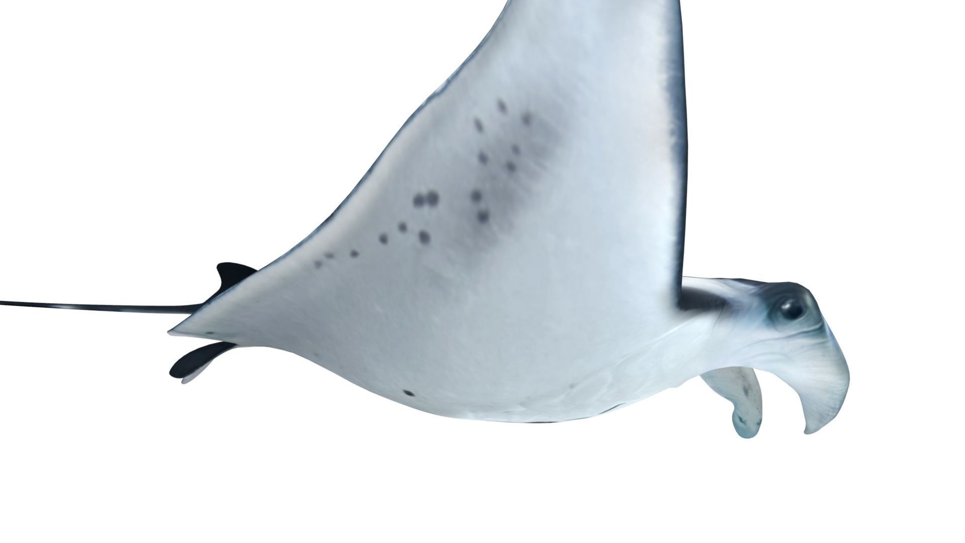 Giant Manta Ray Low-poly 3D model_8