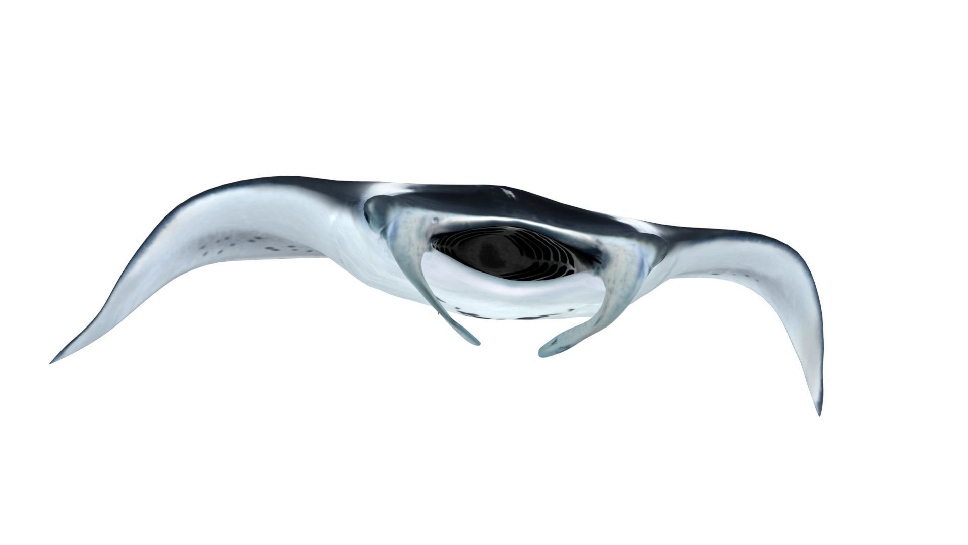 Giant Manta Ray Low-poly 3D model_5