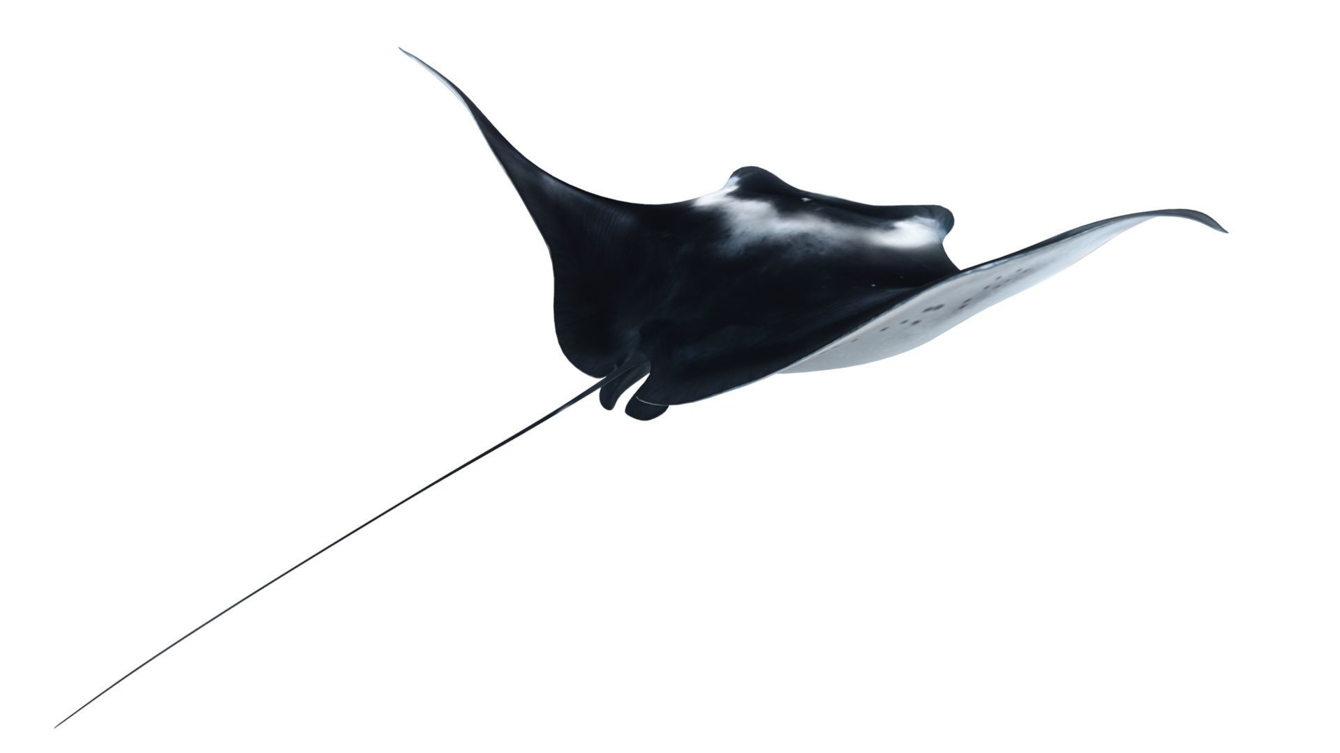 Giant Manta Ray Low-poly 3D model_7