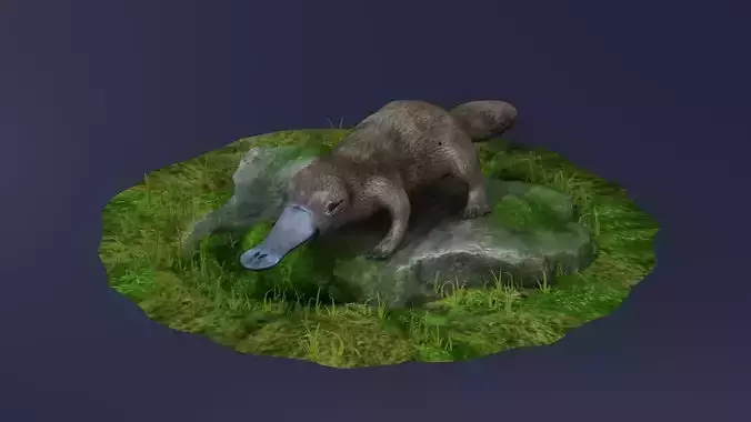 animal model Platypus Duck Otter Amphibian mammal 3D model