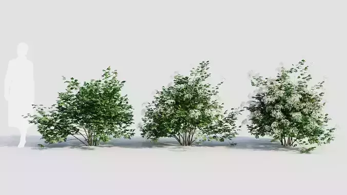 sambucus nigra a 3D model