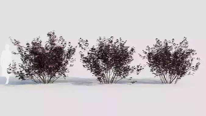 sambucus nigra c 3D model