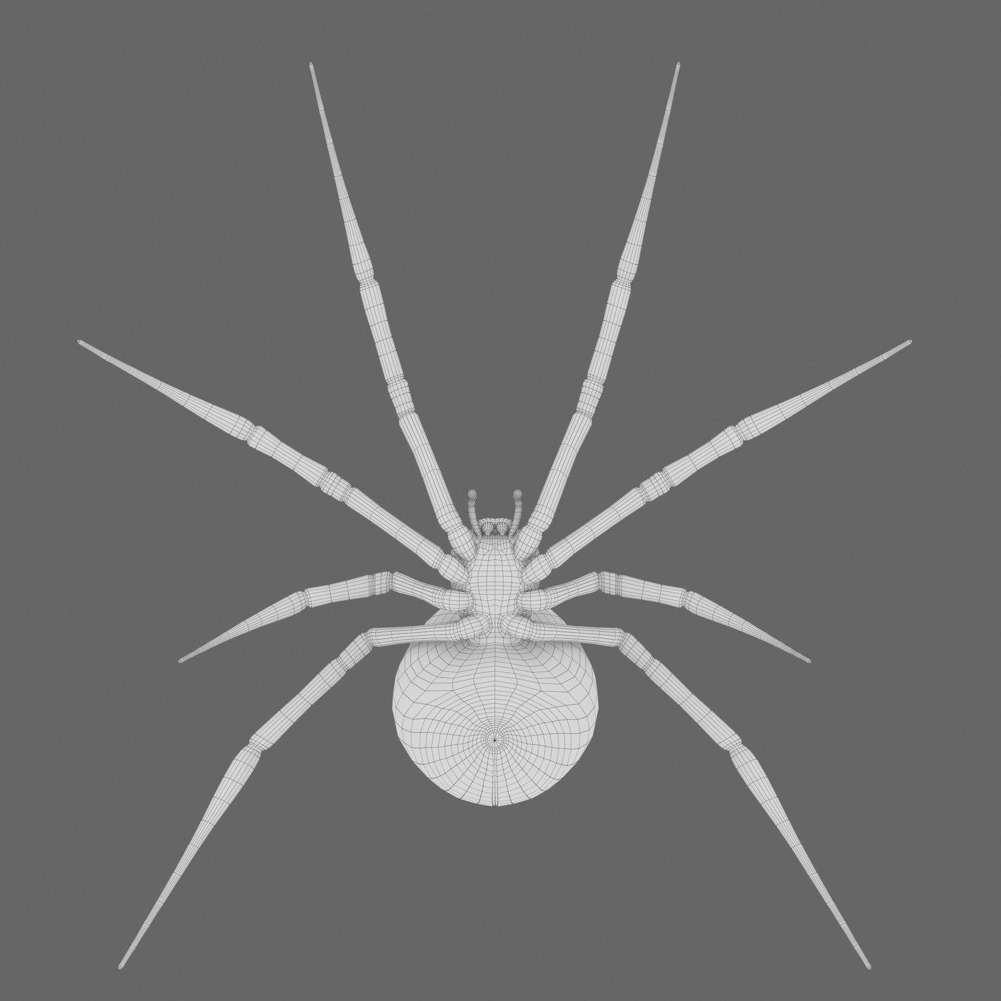 Spider Black Widow 3D model_13