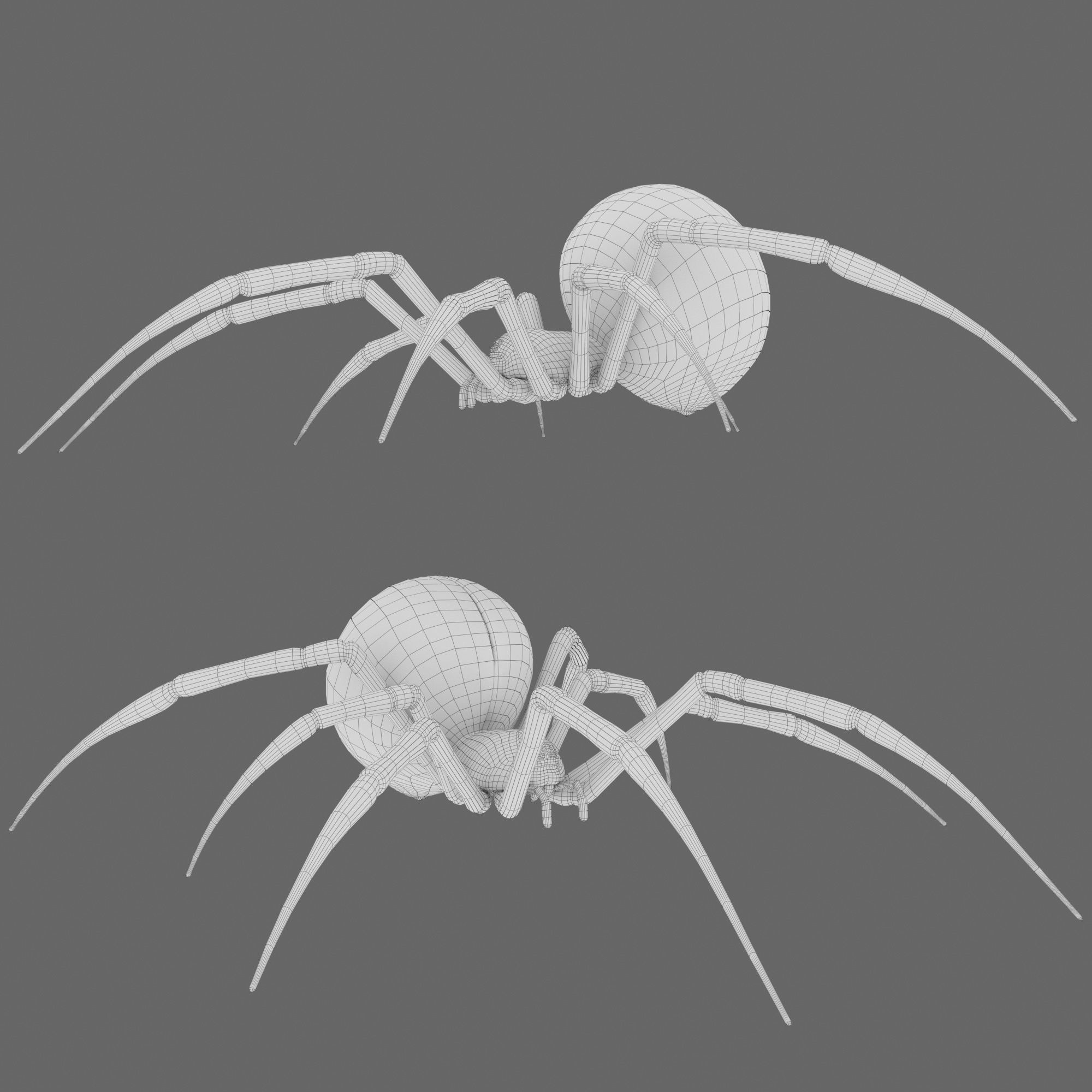 Spider Black Widow 3D model_16